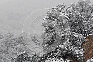 Blizzard at garden of the gods colorado springs rocky mountains during winter covered in snow