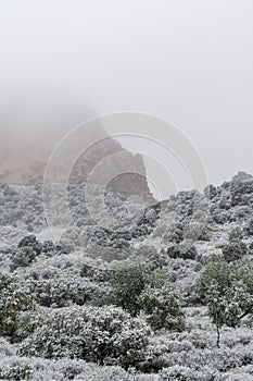 Blizzard at garden of the gods colorado springs rocky mountains during winter covered in snow