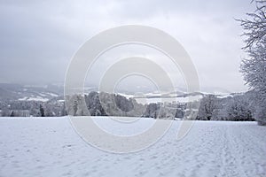 Blizzard in mountains. magic scenery with clouds and fog on a sunny winter morning. trees in mist on a snow covered meadow. cold