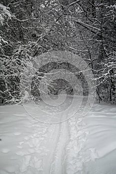 Blizzard in park snow path