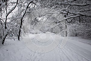 Blizzard in park white trees landscape