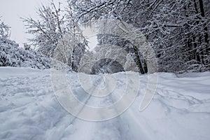 Blizzard in park white trees landscape
