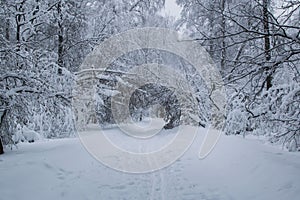 Blizzard in park white trees path landscape