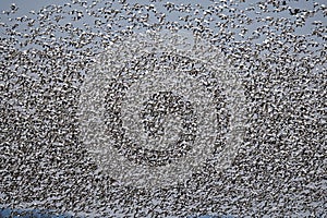 Blizzard of snow geese in migration