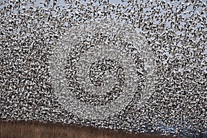 Blizzard of snow geese in migration