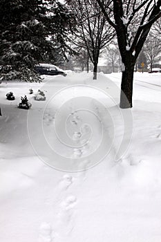 Blizzard in the Suburbs photo