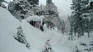 Blizzard tree roots forest