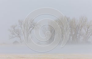 Blizzard winter trees