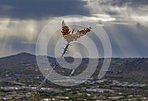 Blloming Cactus Plant In The Arizona Desert With Moody Sky