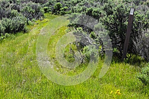 BLM Road with Engelmann Daisy (Asteraceae) In Grass