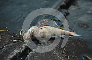 Bloated, dead, poisoned fish lies on the algae on the river bank.