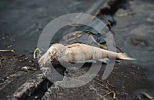 Bloated, dead, poisoned fish lies on the bank of the river.