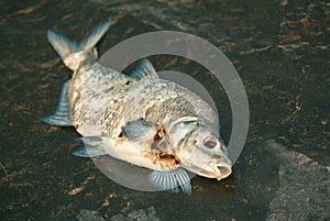 Bloated, dead, poisoned fish lies on the river bank.