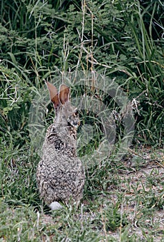 Bloated mites feed on animals. Sick wild hare with ticks attached to its ears. Kruger National Park, Safari South Africa