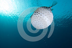 A bloated Porcupinefish (Diodon hystrix) photo