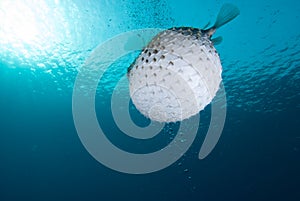 A bloated Porcupinefish (Diodon hystrix)