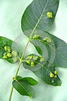 Bloating on walnut leaves affected by nut felt gall mite Eriophyes Tristriatus var. Erineus Nal photo