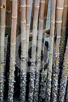 Block the coast, Bamboo wall in mangrove education center Samut Sakhon, Thailand