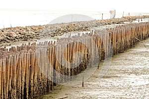 Block the coast, Bamboo wall in mangrove education center Samut Sakhon, Thailand