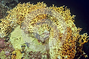 A block of corals, at the top a reticulated fire coral Millepora dichotoma