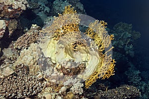 A block of hard coral, with a reticulated fire coral Millepora dichotoma at the top
