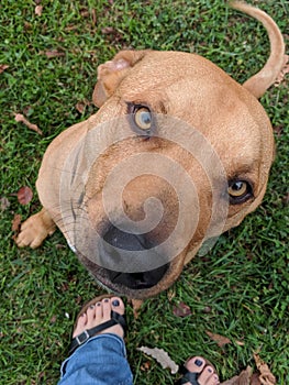 Block Head good boy dog Pitbull