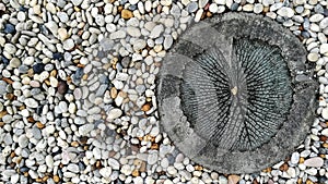 Block paved walkway circle white carved Lotus leaf from Zen style and grit texture background for decorative floor in garden.