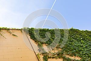 Block wall painted yellow with vines coming over the top and trailing down, blue sky above, creative copy space