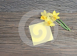 Block of Yellow Post Notes and Fresh Daffodil Flower.