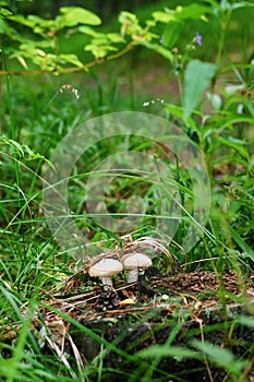 Blocked wild mushrooms on a green meadow