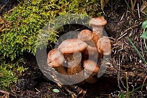 Blocked wild mushrooms on a green meadow