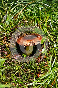 Blocked wild mushrooms on a green meadow