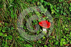 Blocked wild mushrooms on a green meadow