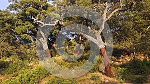 Blockhead Forest, Los Alcornocales Natural Park, Spain photo