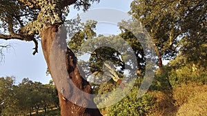 Blockhead Forest, Los Alcornocales Natural Park, Spain photo