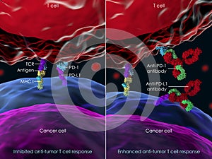 Blocking PD-1 to enhance T cell antitumor activity photo