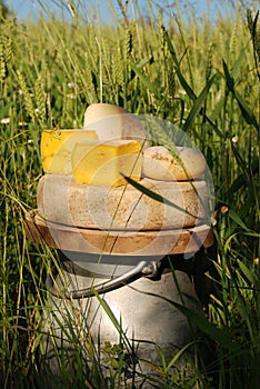 Blocks of cheese on milk urn