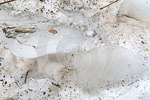 Blocks of ice in the dirty spring thawed snow. A white background