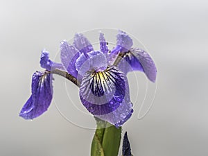 Bloe Iris flower