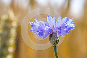 Bloeiende wilde bloemen in de bermen en weilanden