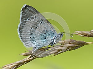 Bloemenblauwtje, Green-underside Blue, Glaucopsyche alexis