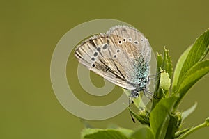 Bloemenblauwtje, Green-underside Blue, Glaucopsyche alexis