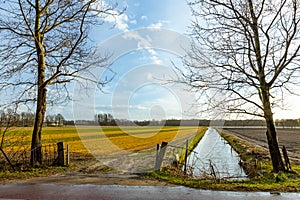 bloeming tulip flower fields in the netherlands sesonal bulb flower background blur selective focus