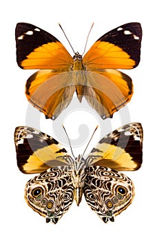 Blomfild's beauty butterfly