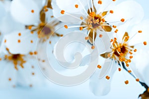 Bloming apple flowers