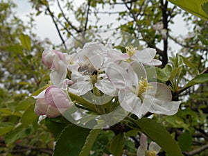 Bloming branch of apple tree