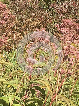 Bloming field of pink wilderness