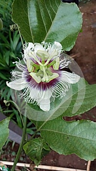 Bloming processing of markisas flower