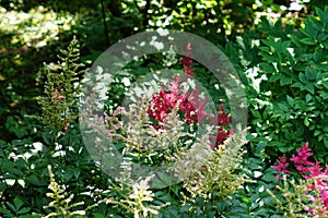 Bloming red and white astilba flowers in the garden