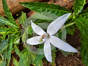 Bloming white flower